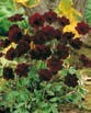 Cosmos ATROSANGUINEUS